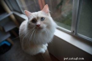 Meet Mister Milk & Doctor Zulu: Premium Ragdolls from Furreal Ragdolls