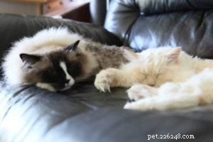 Meet Mister Milk & Doctor Zulu: Premium Ragdolls from Furreal Ragdolls