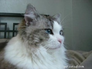 Clio the Ragdoll: A Story of Love, Healing, and Gentle Companionship