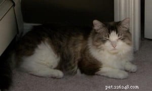 Clio the Ragdoll: A Story of Love, Healing, and Gentle Companionship