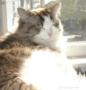 Clio the Ragdoll: A Story of Love, Healing, and Gentle Companionship