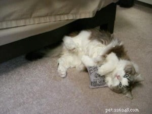 Clio the Ragdoll: A Story of Love, Healing, and Gentle Companionship