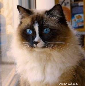 Meet Mister Milk & Doctor Zulu: Premium Ragdolls from Furreal Ragdolls