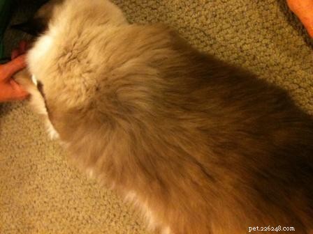 Is Charlie s Fur Spot a Birthmark? Expert Tips for Identifying Cat Birthmarks