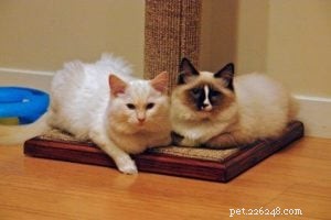 Meet Mister Milk & Doctor Zulu: Premium Ragdolls from Furreal Ragdolls