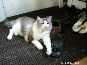 Clio the Ragdoll: A Story of Love, Healing, and Gentle Companionship