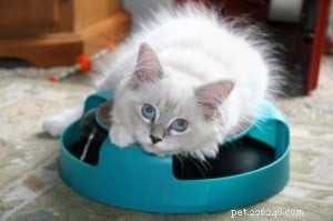 Cincinnati s Premier Ragdoll Cat Adoption Center