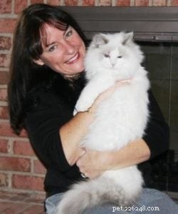Cincinnati s Premier Ragdoll Cat Adoption Center