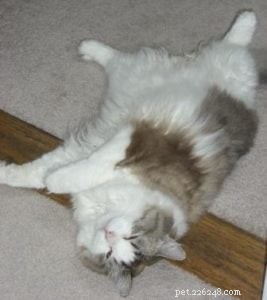Clio the Ragdoll: A Story of Love, Healing, and Gentle Companionship