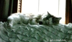 Clio the Ragdoll: A Story of Love, Healing, and Gentle Companionship