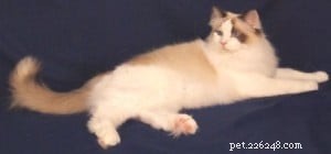 Meet Sergio: The Charming Ragdoll Spotlight of the Week