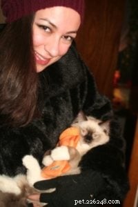 Meet Chewie: The Adorable Ragdoll Who Won Our Hearts
