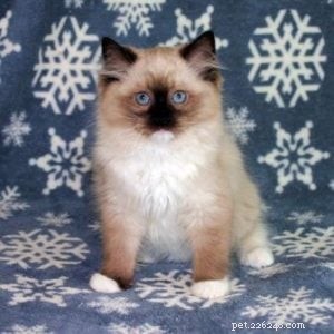 Meet Chewie: The Adorable Ragdoll Who Won Our Hearts
