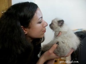 Meet Chewie: The Adorable Ragdoll Who Won Our Hearts
