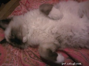 Meet Chewie: The Adorable Ragdoll Who Won Our Hearts