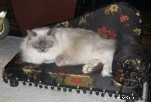 Meet Matilda III: The New Ragdoll Royalty of The Algonquin Hotel