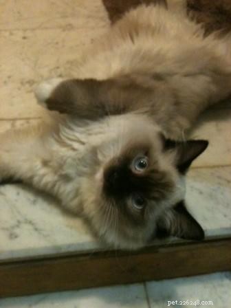 Meet Sergio: The Charming Ragdoll Spotlight of the Week