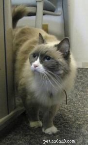 Meet Matilda III: The New Ragdoll Royalty of The Algonquin Hotel