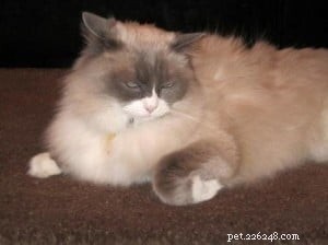 Meet Matilda III: The New Ragdoll Royalty of The Algonquin Hotel