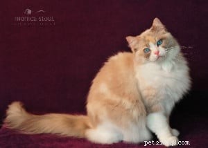 Rini: A Ragdoll’s Story of Hope and Love