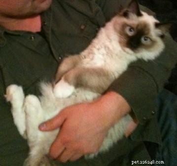 Meet Chewie: The Adorable Ragdoll Who Won Our Hearts