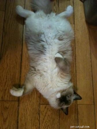 Meet Chewie: The Adorable Ragdoll Who Won Our Hearts