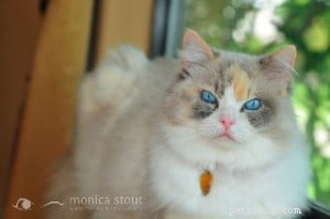Rini: A Ragdoll’s Story of Hope and Love