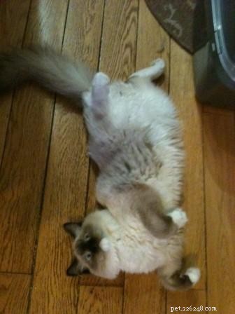 Meet Chewie: The Adorable Ragdoll Who Won Our Hearts