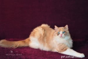 Rini: A Ragdoll’s Story of Hope and Love