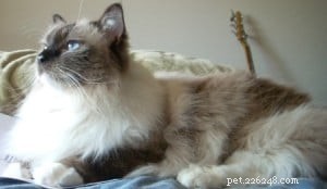 Meet Charlie: Featured Ragdoll Cat of the Week