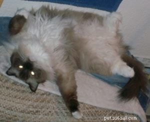 Meet Charlie: Featured Ragdoll Cat of the Week