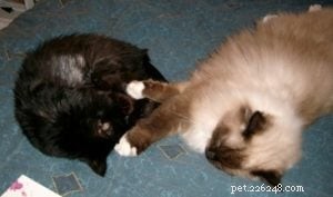 Meet Charlie: Featured Ragdoll Cat of the Week