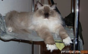 Meet Charlie: Featured Ragdoll Cat of the Week