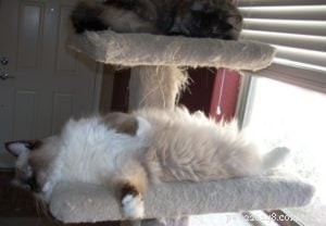 Meet Charlie: Featured Ragdoll Cat of the Week