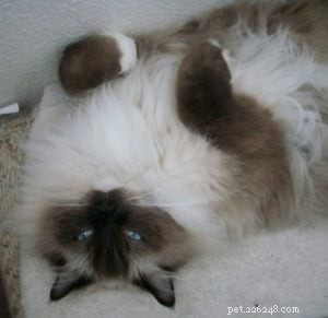 Meet Charlie: Featured Ragdoll Cat of the Week