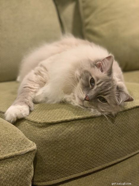 Ragdoll Cats 101: Traits, Care, and Choosing the Right Kitten