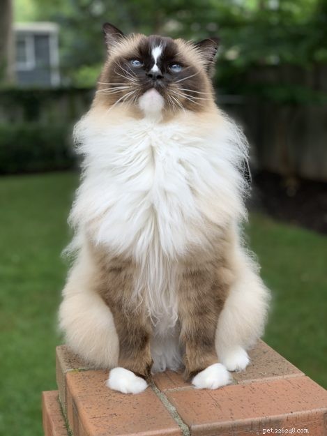 Ragdoll Cats 101: Traits, Care, and Choosing the Right Kitten