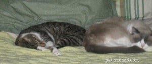 Louie: The Inspiring Ragdoll of the Week