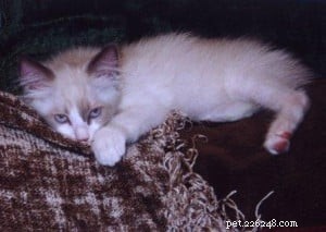 Louie: The Inspiring Ragdoll of the Week