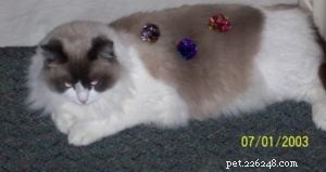 Louie: The Inspiring Ragdoll of the Week