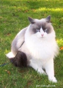 Louie: The Inspiring Ragdoll of the Week