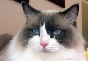 Louie: The Inspiring Ragdoll of the Week