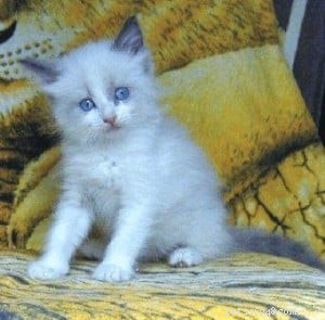 Louie: The Inspiring Ragdoll of the Week