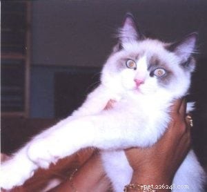 Ragdoll Cats 101: Traits, Care, and Choosing the Right Kitten