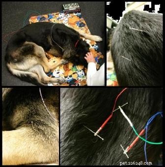 Tucker s Healing Journey: Acupuncture Success for a Senior German Shepherd