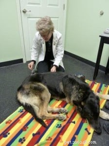 Tucker s Healing Journey: Acupuncture Success for a Senior German Shepherd