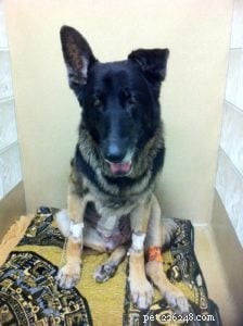 Tucker s Healing Journey: Acupuncture Success for a Senior German Shepherd