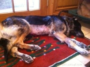 Tucker s Healing Journey: Acupuncture Success for a Senior German Shepherd