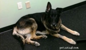 Tucker s Healing Journey: Acupuncture Success for a Senior German Shepherd