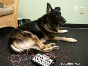 Tucker s Healing Journey: Acupuncture Success for a Senior German Shepherd
